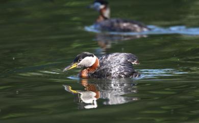 Podiceps grisegena holbollii 赤頸鸊鷉