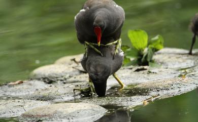 Gallinula chloropus (Linnaeus, 1758) 紅冠水雞