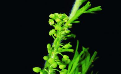 Lepidium didymum 臭濱芥