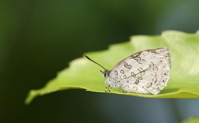 Arhopala ganesa formosana Kato, 1930 蔚青紫灰蝶