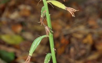 Eulophia pelorica 輻射芋蘭