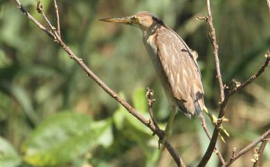 Ixobrychus sinensis (J. F. Gmelin, 1789) 黃小鷺