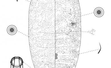 Saccharicoccus sacchari (Cockerell, 1895) 糖梳粉介殼蟲