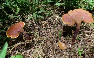 Ganoderma lingzhi Sheng H.Wu, Y.Cao & Y.C.Dai 靈芝