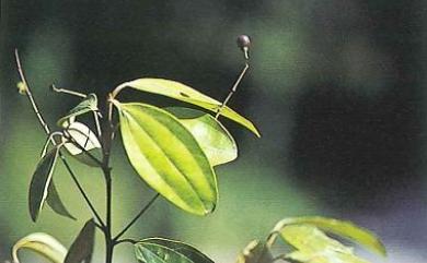 Cinnamomum austrosinense H.T.Chang 牡丹葉桂皮