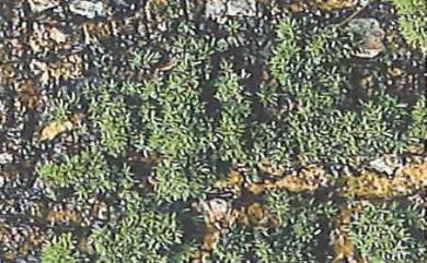 Octoblepharum albidum 八齒苔