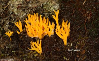 Calocera viscosa 黏膠角耳