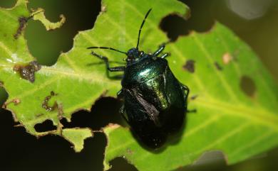 Zicrona caerulea (Linnaeus, 1758) 藍蝽