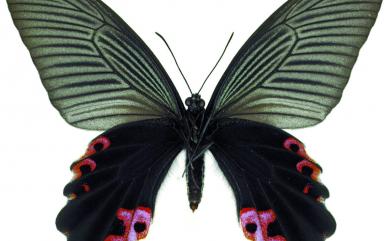 Papilio protenor protenor Cramer, 1775 黑鳳蝶