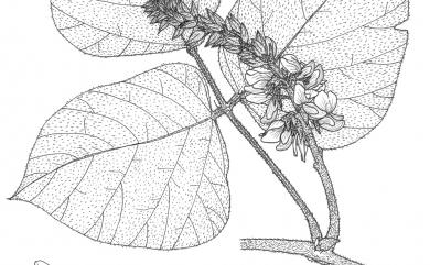 Pueraria montana var. thomsonii (Benth.) M.R.Almeida 湯氏葛藤