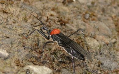 Reduvius humeralis (Scott, 1874) 橘紅背獵椿象