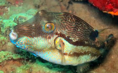 Canthigaster rivulata (Temminck & Schlegel, 1850) 水紋尖鼻魨