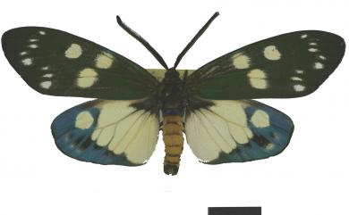 Eterusia taiwana (Wileman, 1911) 臺灣茶斑蛾