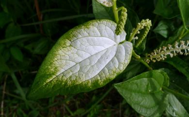 Saururus chinensis (Lour.) Baill. 三白草