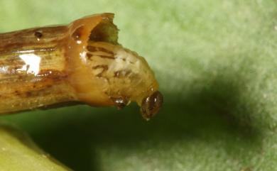 Lema lacertosa Lacordaire, 1845 黑腳黃細頸金花蟲