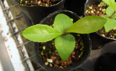 Pyrenaria buisanensis (Sasaki) C.F.Hsieh, Sheng Z.Yang & M.H.Su 武威山烏皮茶