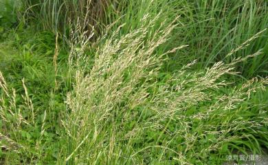 Agrostis infirma var. formosana (Hack.) Veldkamp 草山翦股穎