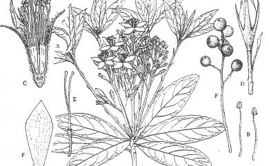 Rhaphiolepis indica var. tashiroi 石斑木