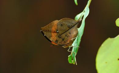 Kallima inachus formosana Fruhstorfer, 1912 枯葉蝶