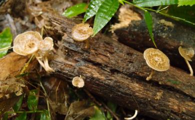 Polyporus arcularis (Batsch.) Fr. 漏斗多孔菌