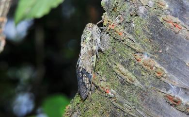 Platypleura takasagona Matsumura, 1917 小蟪蛄