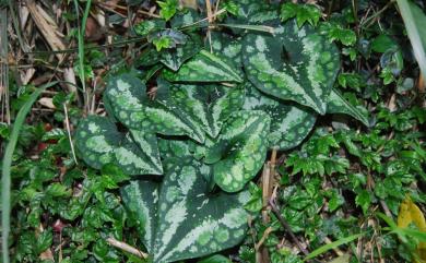 Asarum macranthum Hook.f. 大花細辛