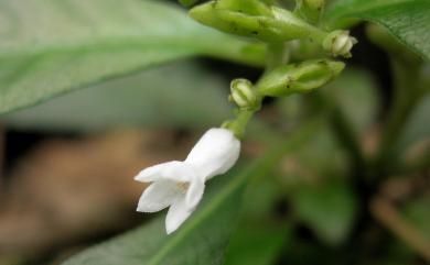 Ophiorrhiza pumila Champ. ex Benth. 白花蛇根草