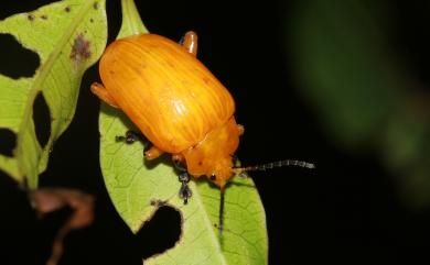 Podontia lutea (Olivier, 1790) 大黃葉蚤