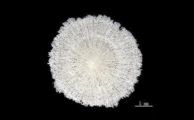 Letepsammia formosissima (Moseley, 1876) 美麗錦沙珊瑚