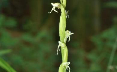Peristylus lacertifer var. lacertifer 裂唇闊蕊蘭