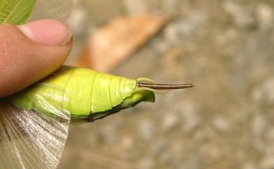 Chordodes formosanus Chiu, 2011 臺灣索鐵線蟲