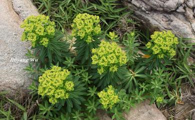 Euphorbia jolkini 岩大戟