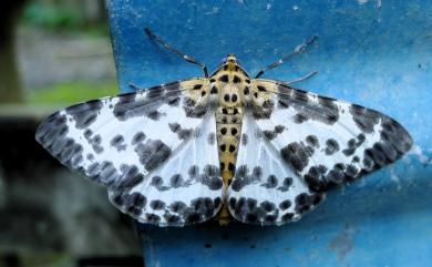 Percnia luridaria nominoneura Prout, 1914 雙胡麻斑星尺蛾