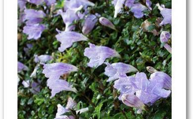 Strobilanthes rankanensis 蘭崁馬藍