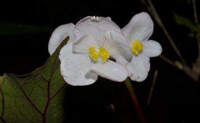 Begonia bouffordii 九九峰秋海棠