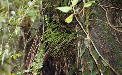 Psilotum nudum (L.) P.Beauv. 松葉蕨