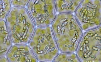 Cololejeunea trichomanis (Gottsche) Steph. 單體疣鱗蘚