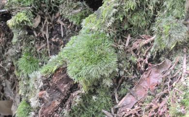 Leucobryum juniperoideum (Brid.) C. Muell., 1845 庭園白髮苔