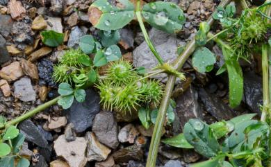 Medicago polymorpha L. 苜蓿