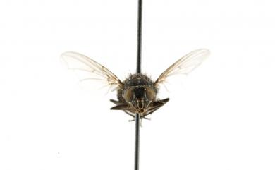 Calliphora pattoni Aubertin, 1931 巴氏麗蠅