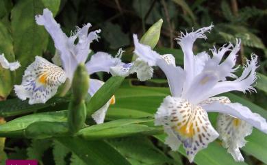 Iris formosana 臺灣鳶尾