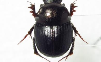 Onthophagus kuraruanus Matsumura, 1938 臺灣凹胸嗡蜣螂