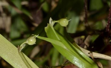 Murdannia spirata 矮水竹葉