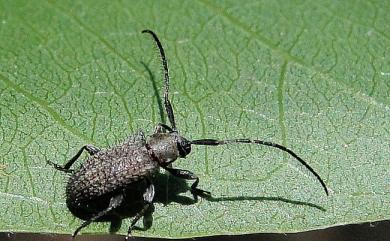 Exocentrus immaculatus Gressitt, 1951 欠紋瑣天牛