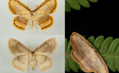 Drapetodes mitaria Guenée, 1857 細紋黃鉤蛾