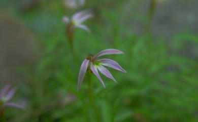 Lobelia chinensis Lour. 半邊蓮