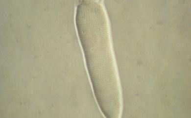 Phytoptus formosanus Wang & Huang, 2011 蓬萊植羽節蜱