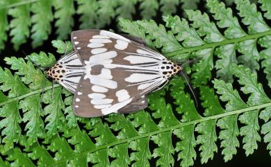 Nyctemera adversata (Schaller, 1788) 粉蝶燈蛾