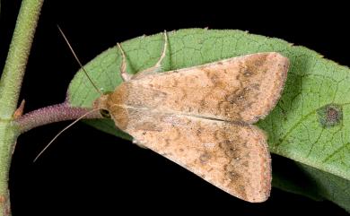 Helicoverpa armigera (Hübner, 1808) 棉鈴實夜蛾