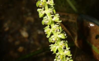 Potamogeton malaianus Miq. 匙葉眼子菜